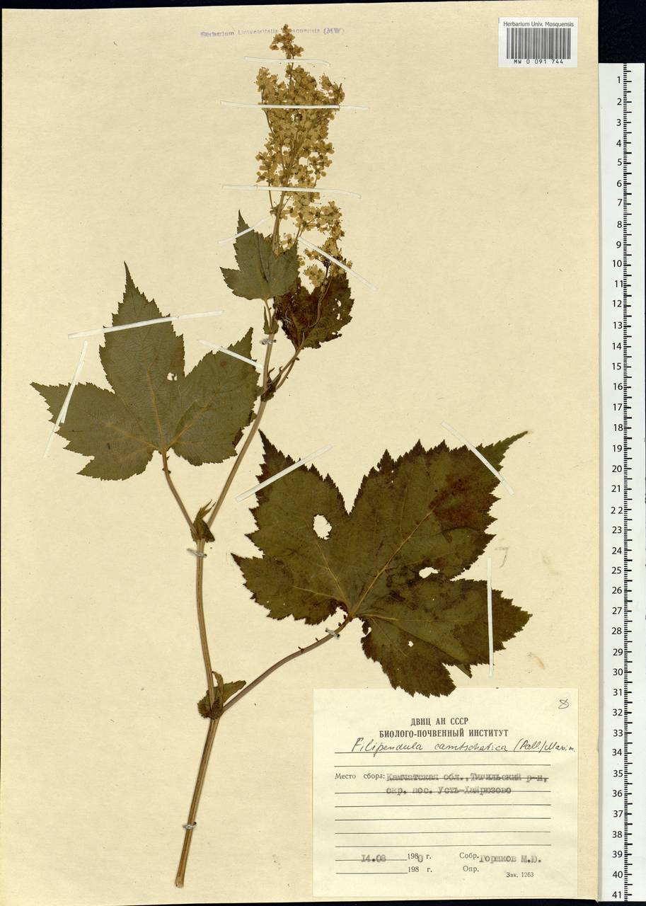 Filipendula camtschatica (Pall.) Maxim., Siberia, Chukotka & Kamchatka (S7) (Russia)