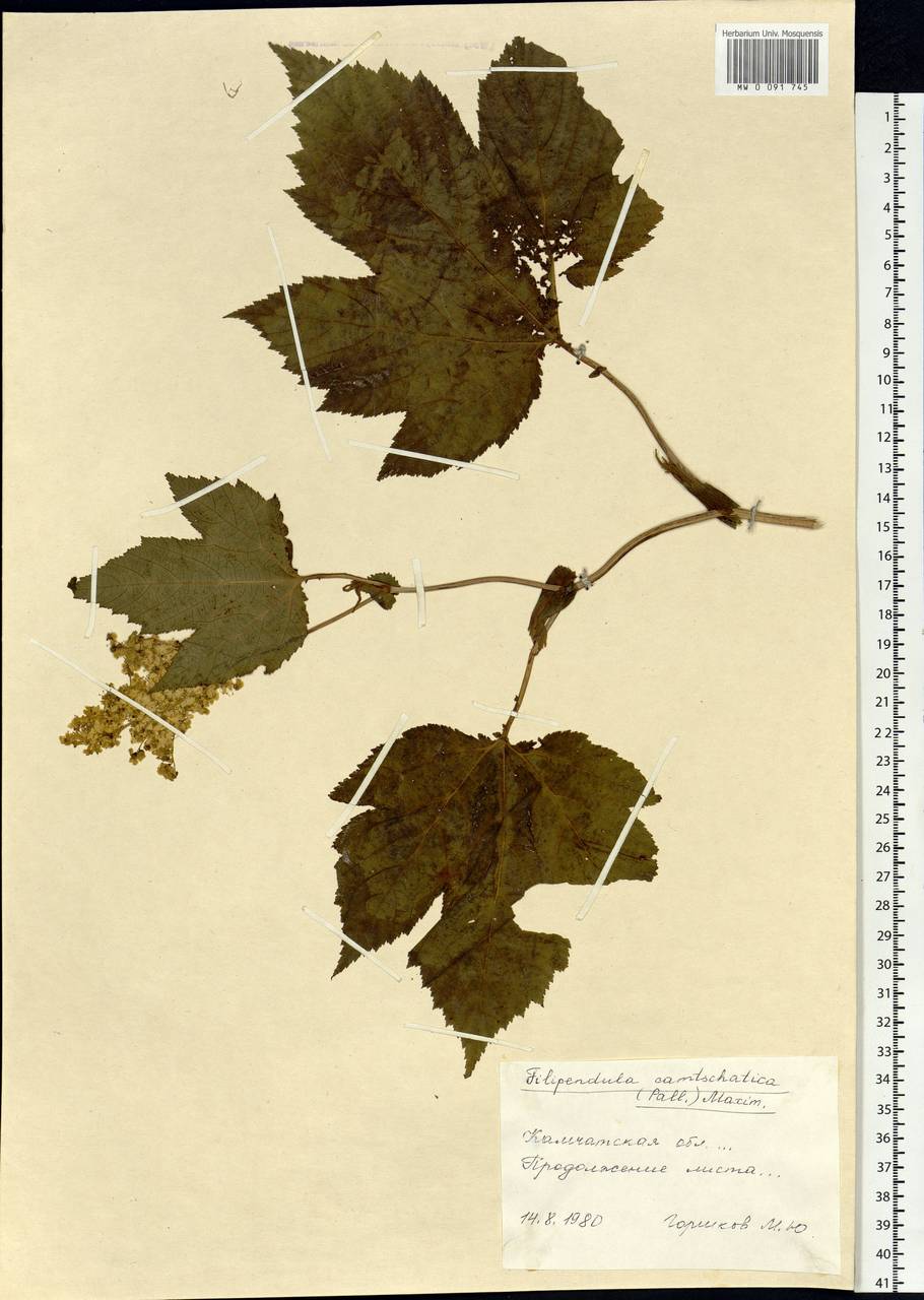 Filipendula camtschatica (Pall.) Maxim., Siberia, Chukotka & Kamchatka (S7) (Russia)