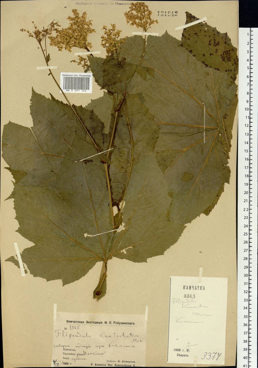 Filipendula camtschatica (Pall.) Maxim., Siberia, Chukotka & Kamchatka (S7) (Russia)