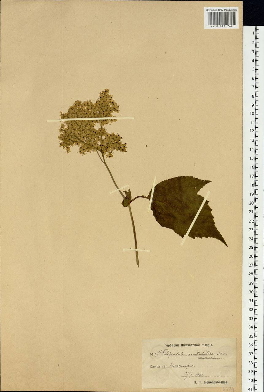 Filipendula camtschatica (Pall.) Maxim., Siberia, Chukotka & Kamchatka (S7) (Russia)