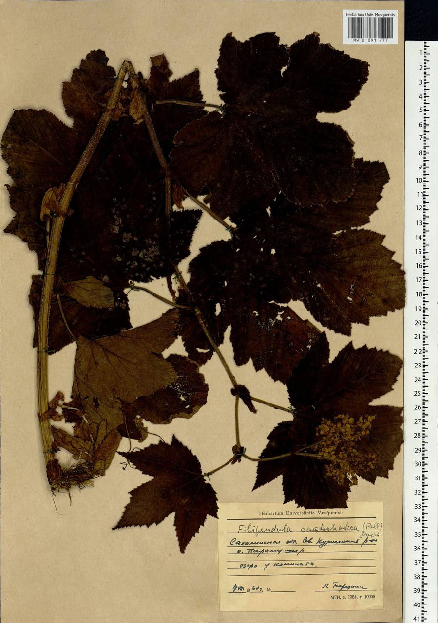 Filipendula camtschatica (Pall.) Maxim., Siberia, Russian Far East (S6) (Russia)