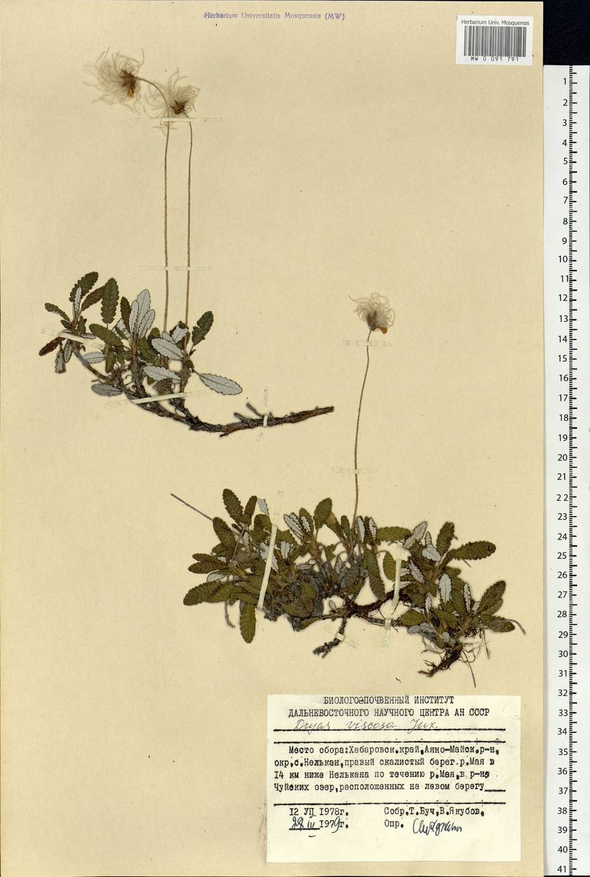 Dryas octopetala subsp. viscosa (Juz.) Hultén, Siberia, Russian Far East (S6) (Russia)