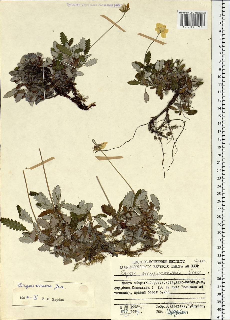 Dryas octopetala subsp. viscosa (Juz.) Hultén, Siberia, Russian Far East (S6) (Russia)