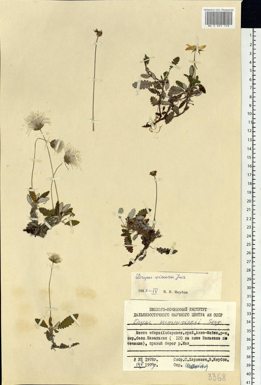 Dryas octopetala subsp. viscosa (Juz.) Hultén, Siberia, Russian Far East (S6) (Russia)