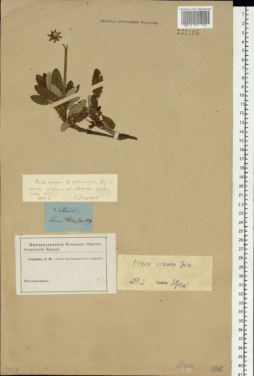 Dryas octopetala subsp. viscosa (Juz.) Hultén, Siberia, Yakutia (S5) (Russia)