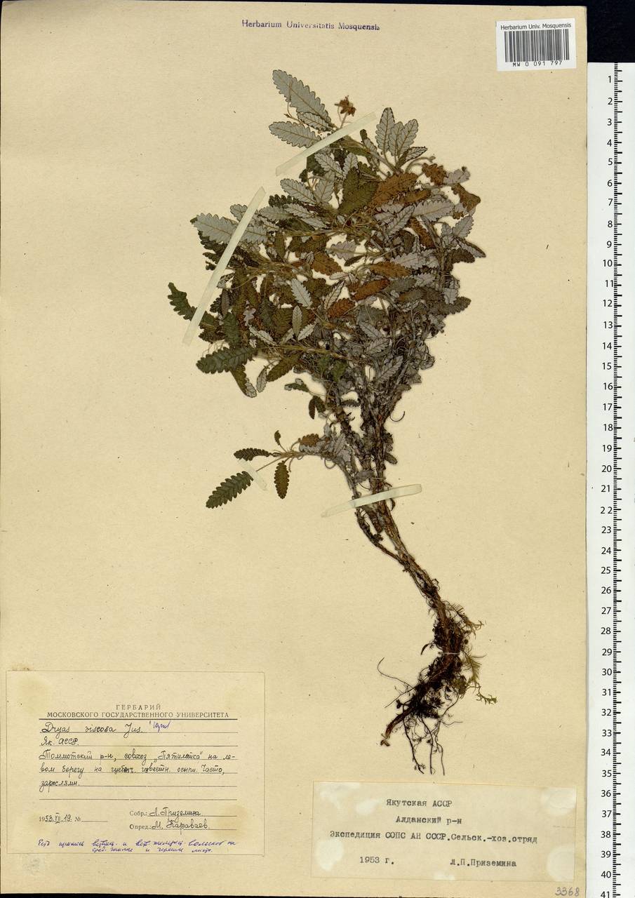 Dryas octopetala subsp. viscosa (Juz.) Hultén, Siberia, Yakutia (S5) (Russia)
