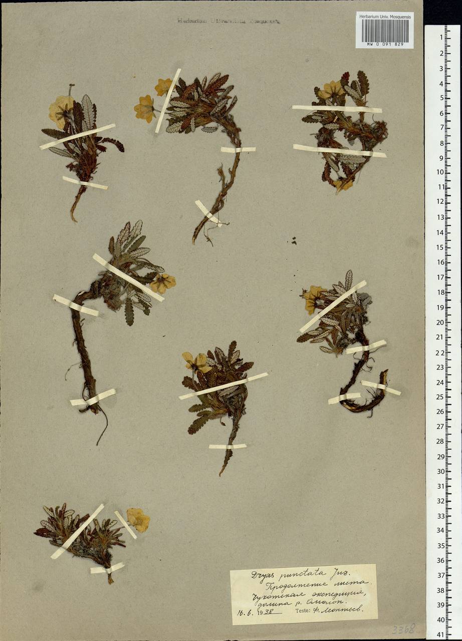 Dryas octopetala subsp. punctata (Juz.) Hultén, Siberia, Chukotka & Kamchatka (S7) (Russia)