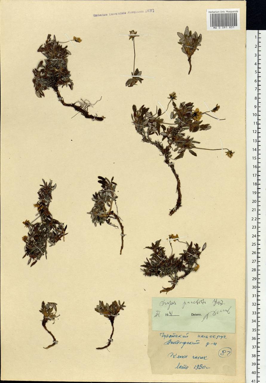 Dryas octopetala subsp. punctata (Juz.) Hultén, Siberia, Chukotka & Kamchatka (S7) (Russia)
