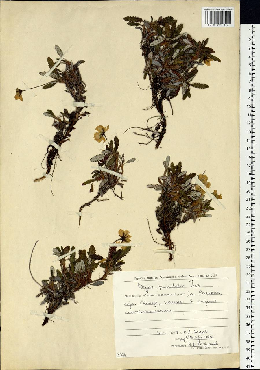 Dryas octopetala subsp. punctata (Juz.) Hultén, Siberia, Chukotka & Kamchatka (S7) (Russia)