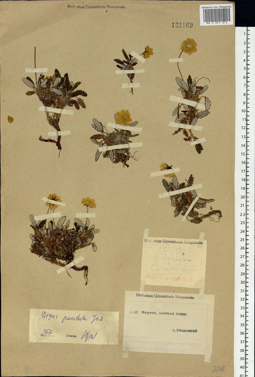 Dryas octopetala subsp. punctata (Juz.) Hultén, Siberia, Yakutia (S5) (Russia)
