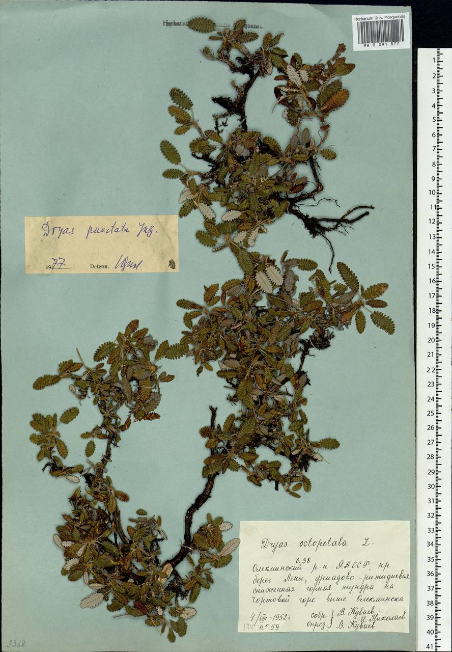 Dryas octopetala subsp. punctata (Juz.) Hultén, Siberia, Yakutia (S5) (Russia)