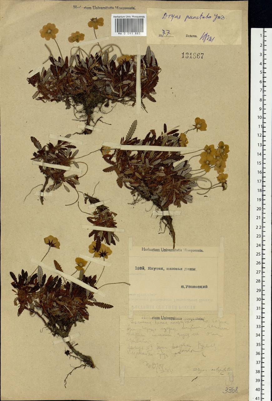 Dryas octopetala subsp. punctata (Juz.) Hultén, Siberia, Yakutia (S5) (Russia)