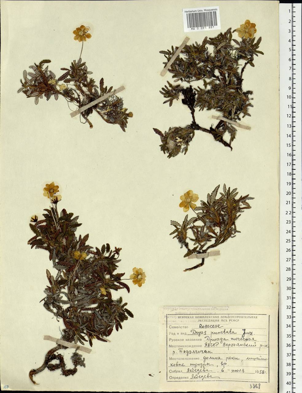 Dryas octopetala subsp. punctata (Juz.) Hultén, Siberia, Yakutia (S5) (Russia)