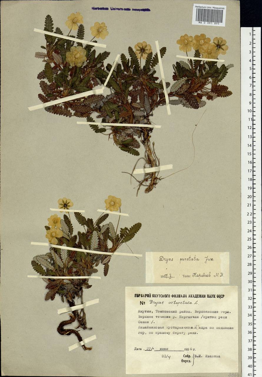 Dryas octopetala subsp. punctata (Juz.) Hultén, Siberia, Yakutia (S5) (Russia)