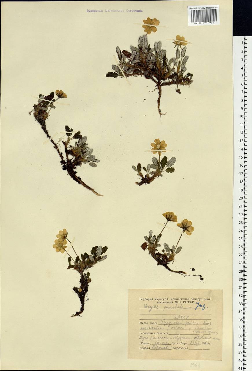Dryas octopetala subsp. punctata (Juz.) Hultén, Siberia, Yakutia (S5) (Russia)