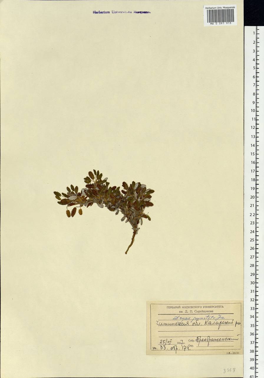Dryas octopetala subsp. punctata (Juz.) Hultén, Siberia, Baikal & Transbaikal region (S4) (Russia)