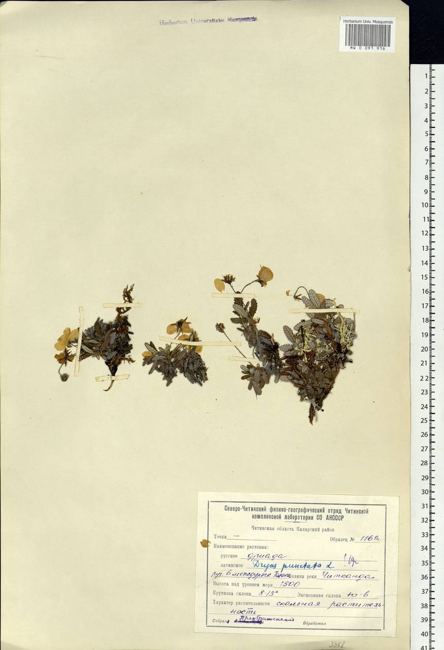 Dryas octopetala subsp. punctata (Juz.) Hultén, Siberia, Baikal & Transbaikal region (S4) (Russia)