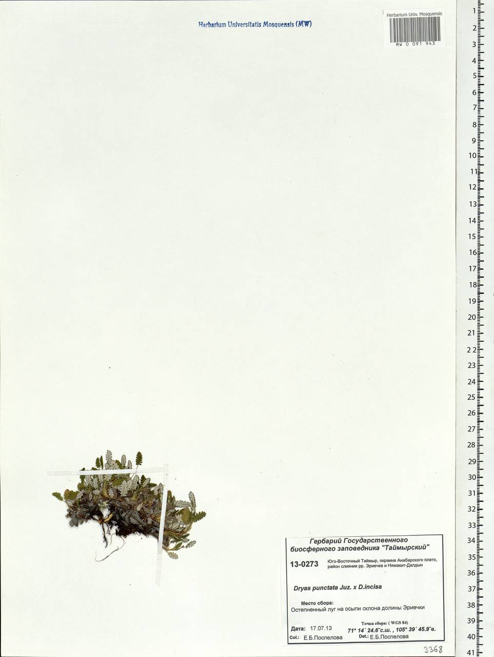 Dryas octopetala subsp. punctata (Juz.) Hultén, Siberia, Central Siberia (S3) (Russia)