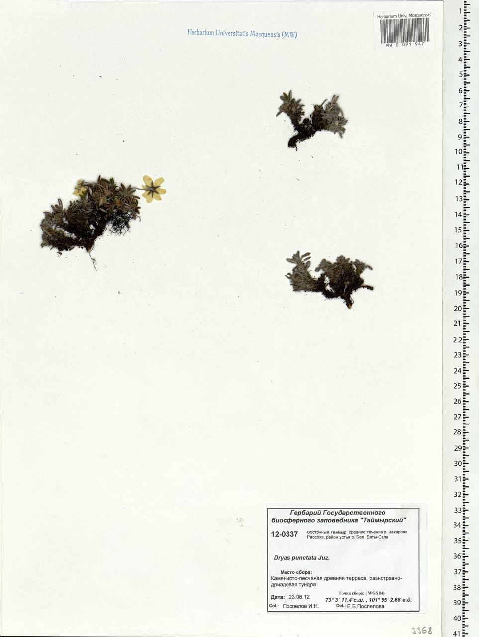 Dryas octopetala subsp. punctata (Juz.) Hultén, Siberia, Central Siberia (S3) (Russia)