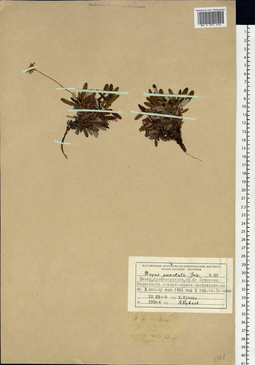 Dryas octopetala subsp. punctata (Juz.) Hultén, Siberia, Central Siberia (S3) (Russia)