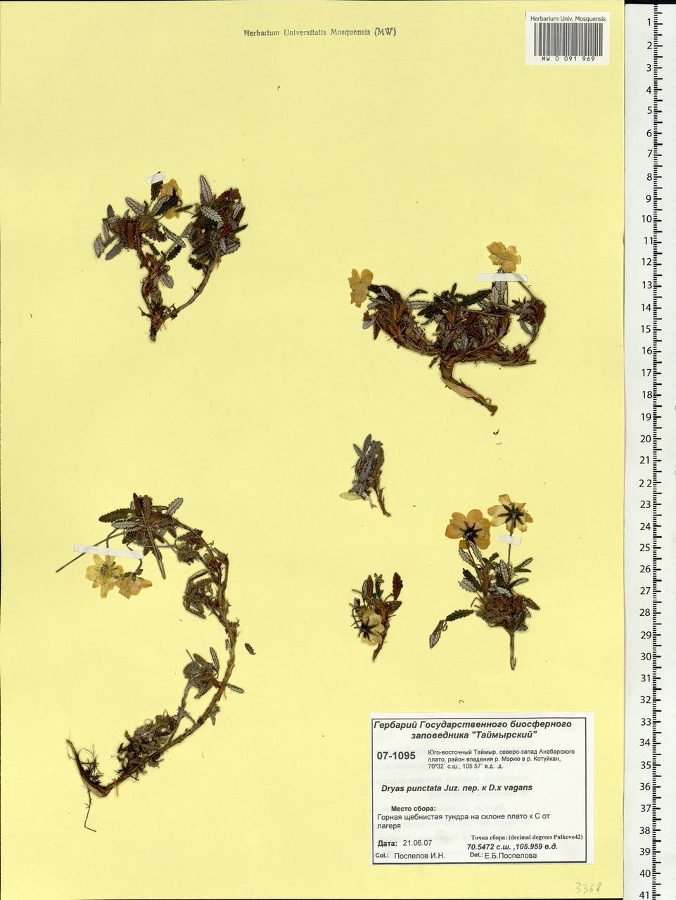 Dryas octopetala subsp. punctata (Juz.) Hultén, Siberia, Central Siberia (S3) (Russia)