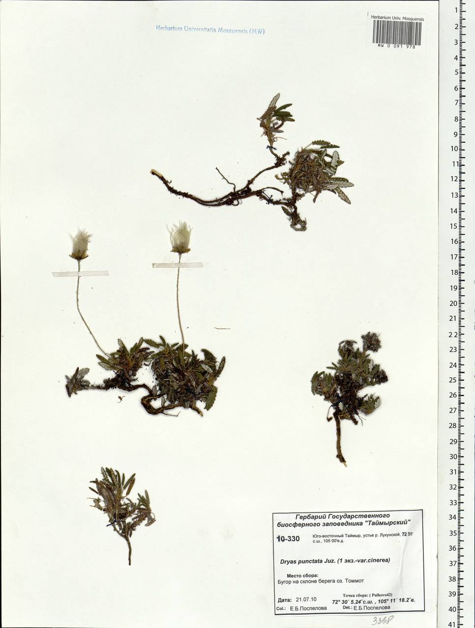 Dryas octopetala subsp. punctata (Juz.) Hultén, Siberia, Central Siberia (S3) (Russia)
