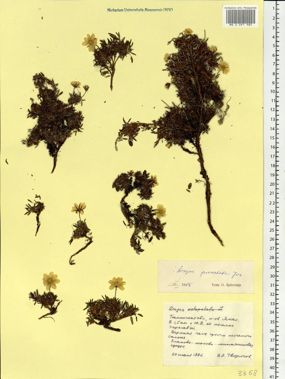Dryas octopetala subsp. punctata (Juz.) Hultén, Siberia, Western Siberia (S1) (Russia)