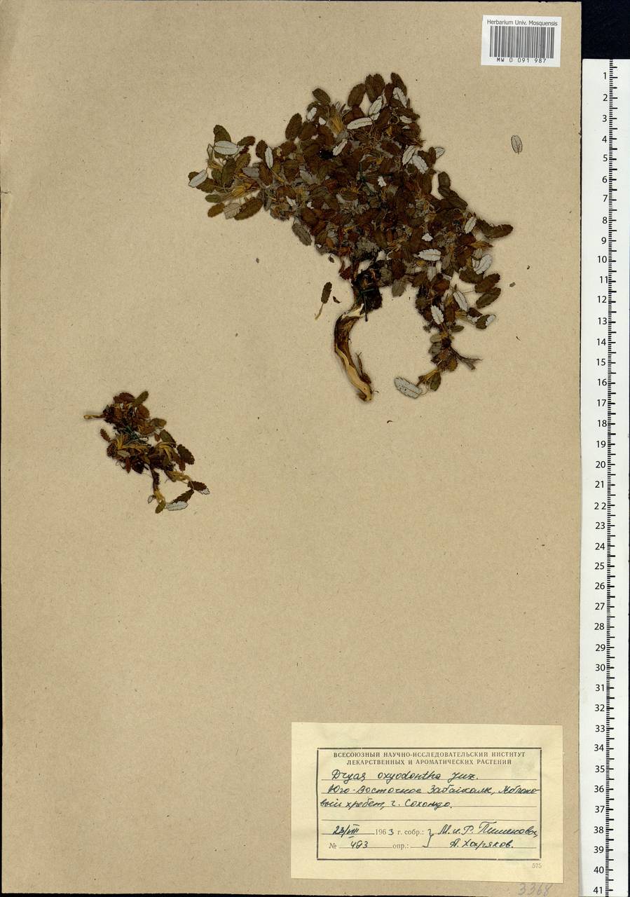 Dryas octopetala subsp. oxyodonta (Juz.) Hultén, Siberia, Baikal & Transbaikal region (S4) (Russia)