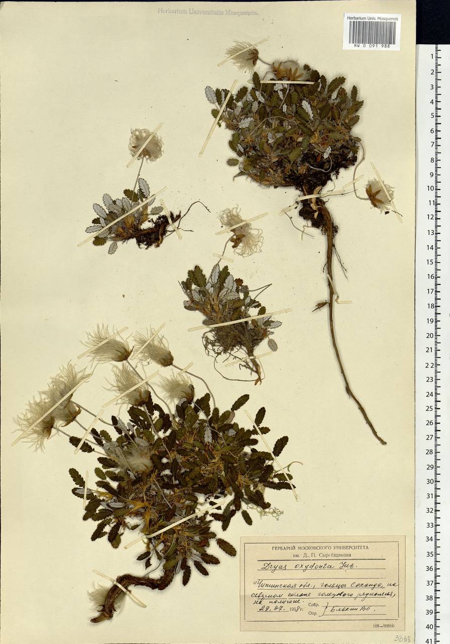 Dryas octopetala subsp. oxyodonta (Juz.) Hultén, Siberia, Baikal & Transbaikal region (S4) (Russia)