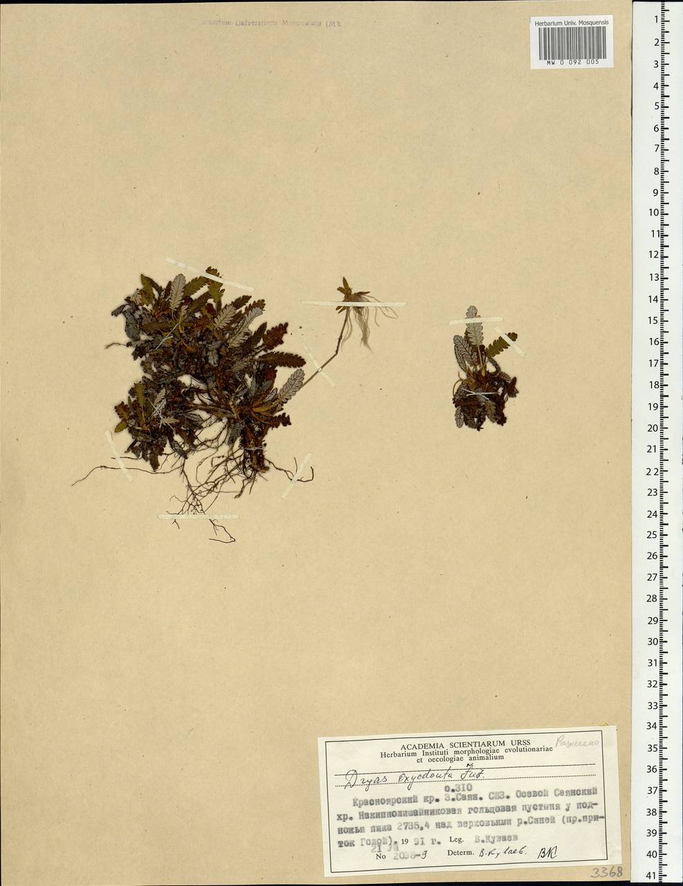 Dryas octopetala subsp. oxyodonta (Juz.) Hultén, Siberia, Altai & Sayany Mountains (S2) (Russia)