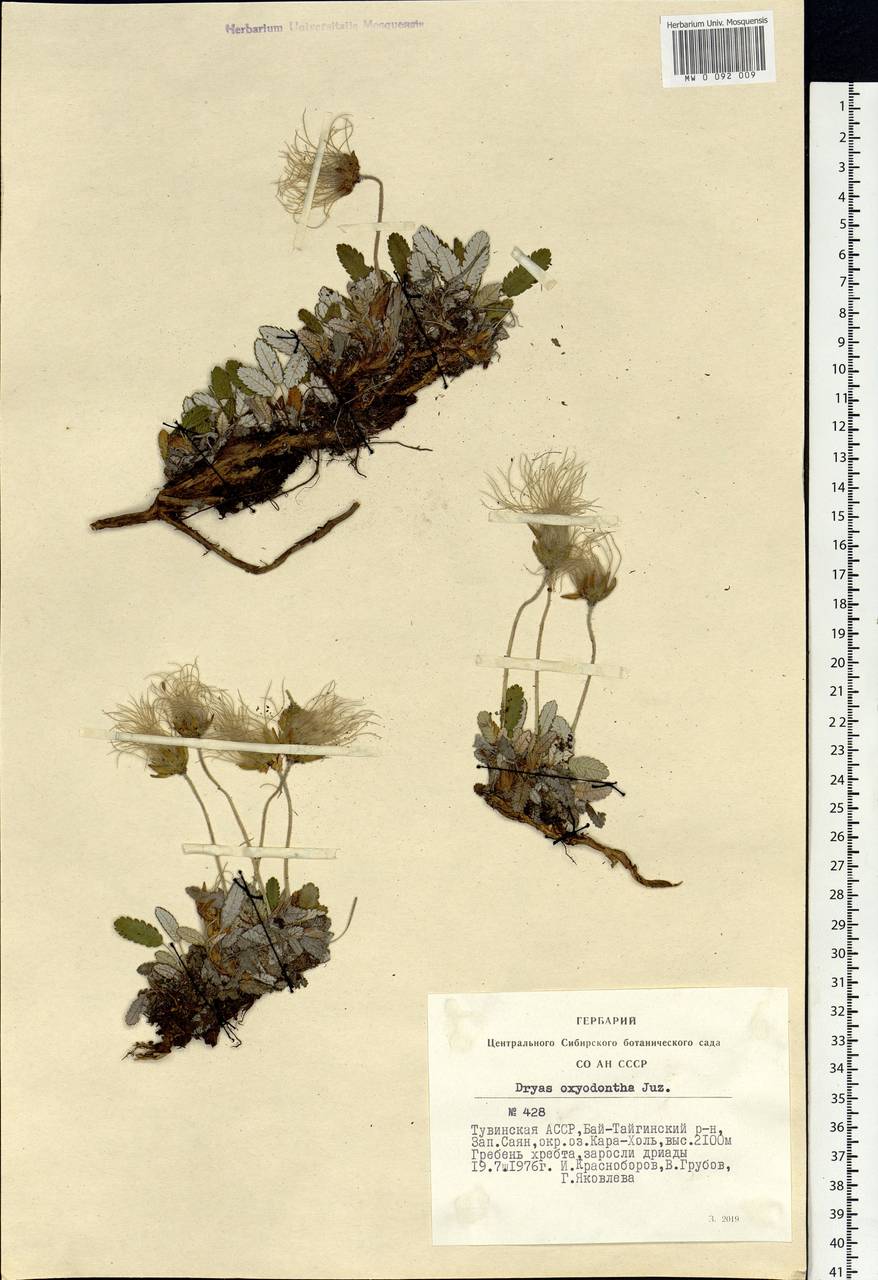 Dryas octopetala subsp. oxyodonta (Juz.) Hultén, Siberia, Altai & Sayany Mountains (S2) (Russia)