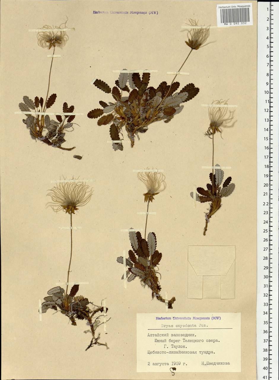 Dryas octopetala subsp. oxyodonta (Juz.) Hultén, Siberia, Altai & Sayany Mountains (S2) (Russia)