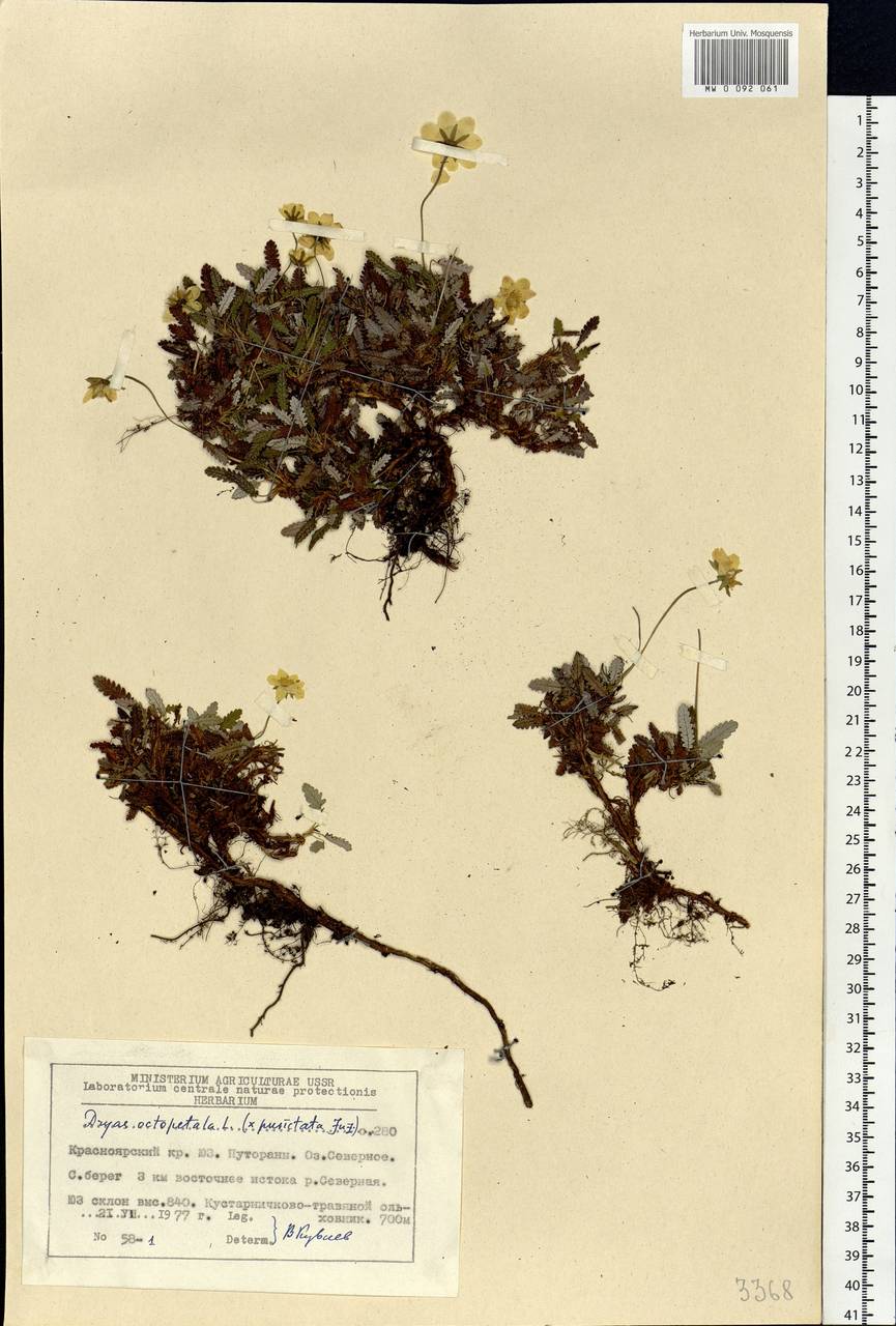 Dryas octopetala, Siberia, Central Siberia (S3) (Russia)