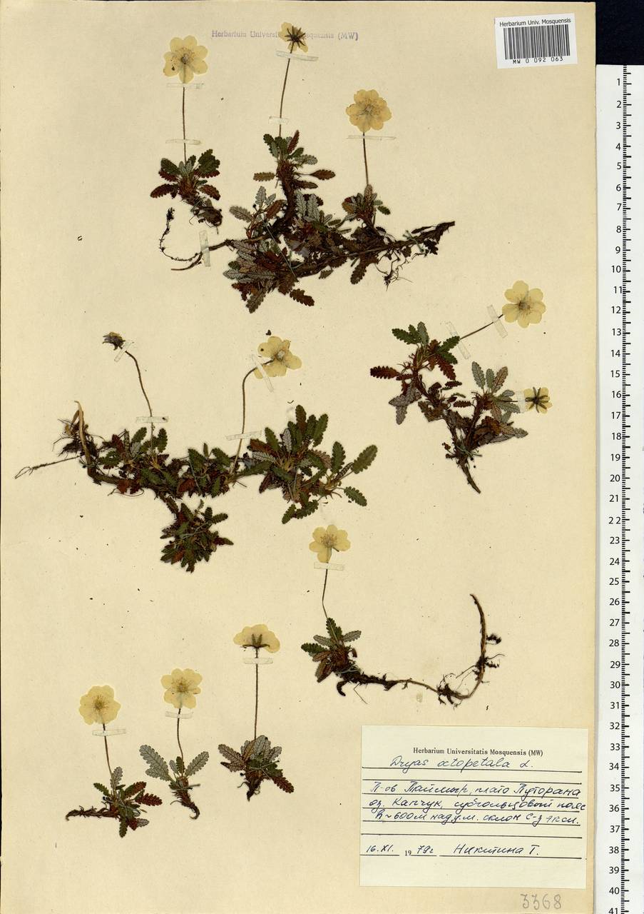 Dryas octopetala L., Siberia, Central Siberia (S3) (Russia)