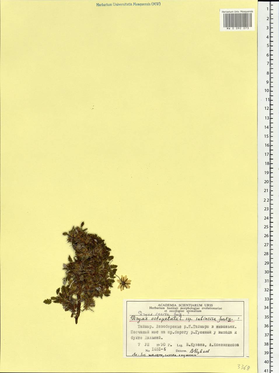 Dryas octopetala, Siberia, Central Siberia (S3) (Russia)