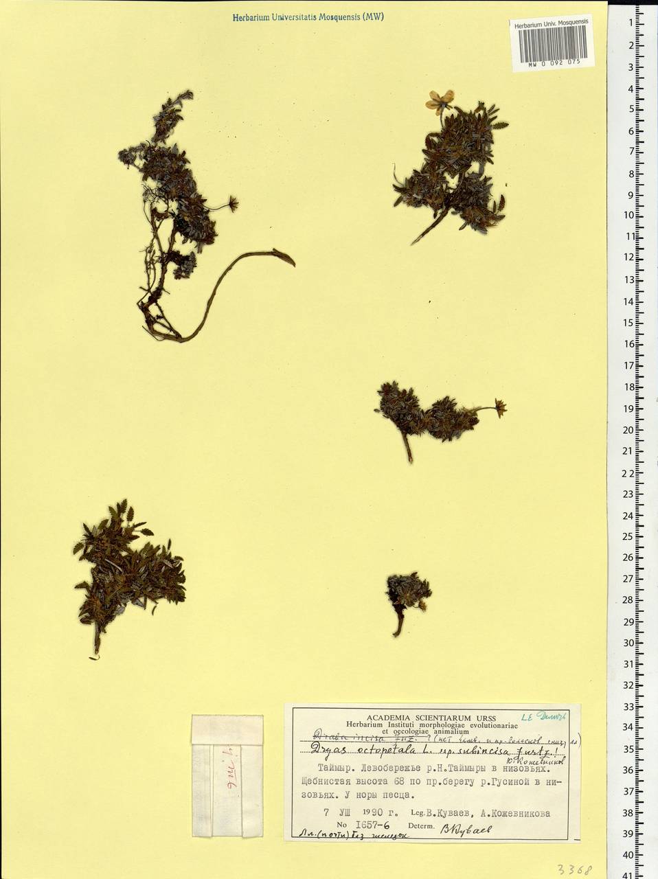 Dryas octopetala L., Siberia, Central Siberia (S3) (Russia)