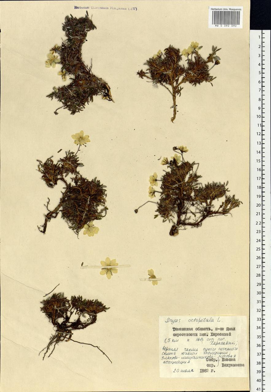 Dryas octopetala, Siberia, Western Siberia (S1) (Russia)