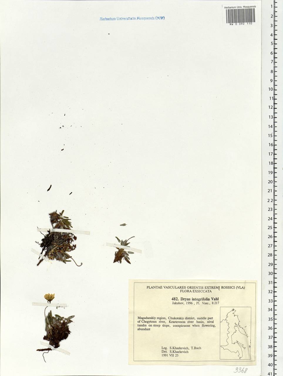 Dryas integrifolia Vahl, Siberia, Chukotka & Kamchatka (S7) (Russia)