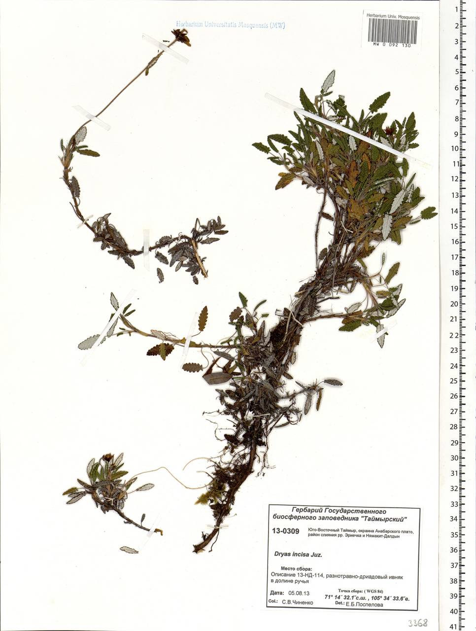 Dryas octopetala subsp. incisa Malyschev, Siberia, Central Siberia (S3) (Russia)