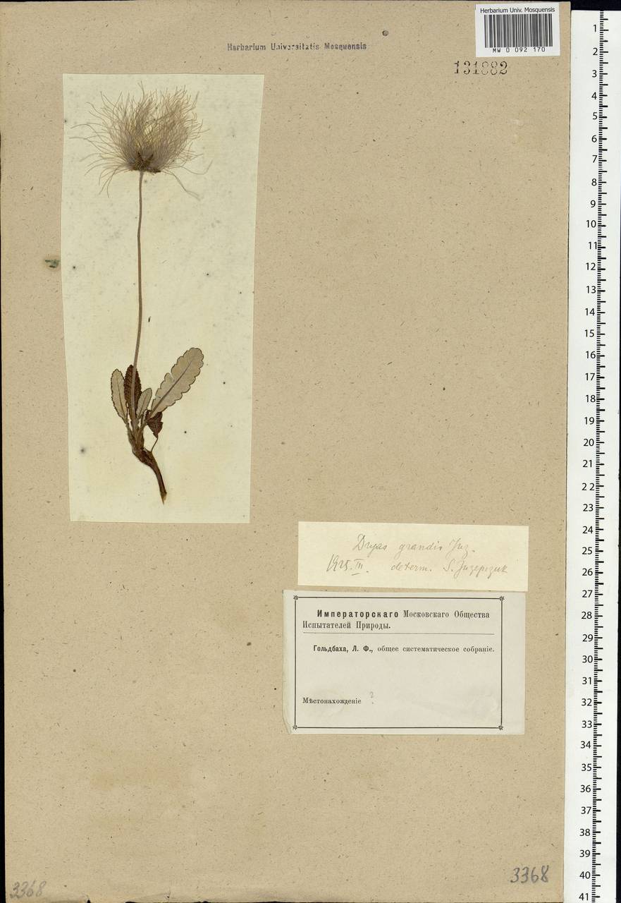 Dryas grandis Juz., Siberia (no precise locality) (S0) (Russia)