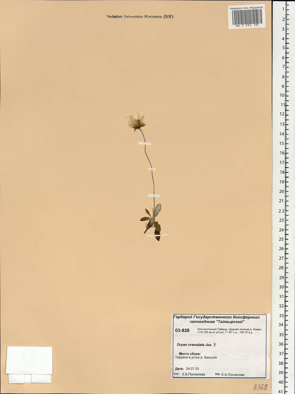 Dryas integrifolia subsp. crenulata (Juz.) Scoggan, Siberia, Central Siberia (S3) (Russia)