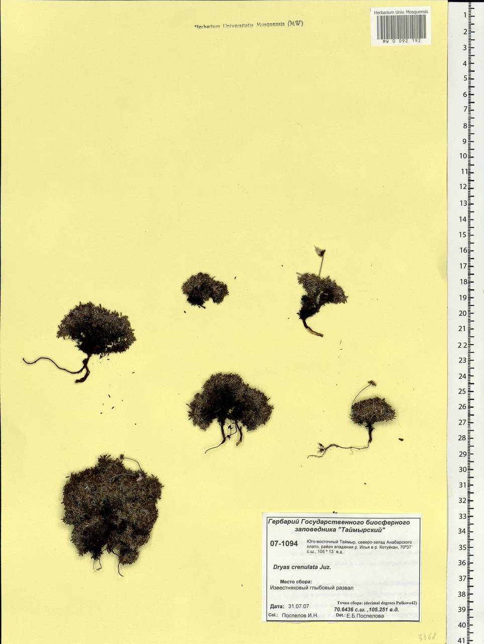 Dryas integrifolia subsp. crenulata (Juz.) Scoggan, Siberia, Central Siberia (S3) (Russia)