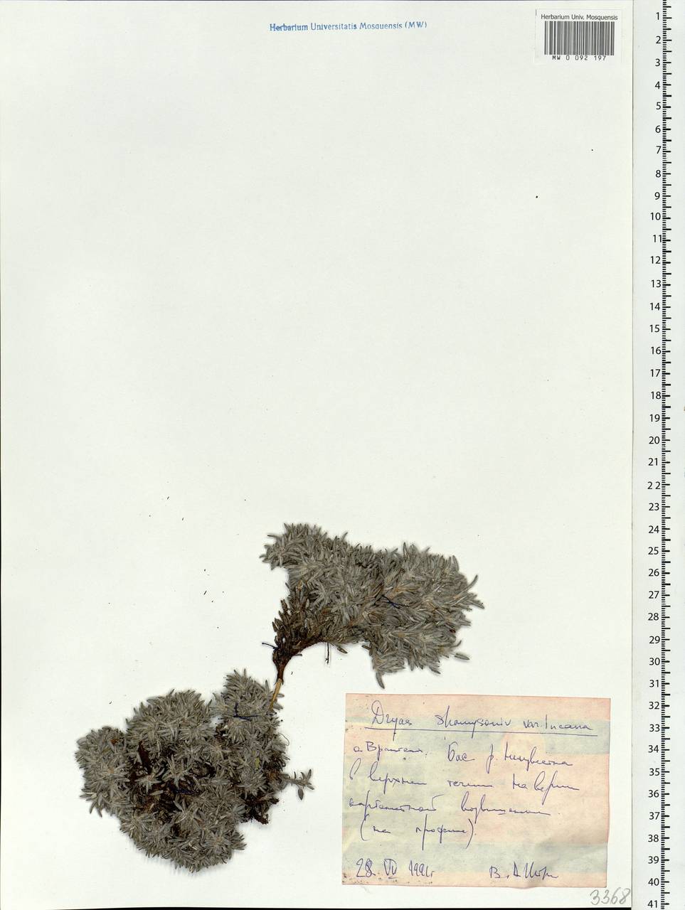 Dryas integrifolia subsp. chamissonis (Spreng.) Scoggan, Siberia, Chukotka & Kamchatka (S7) (Russia)