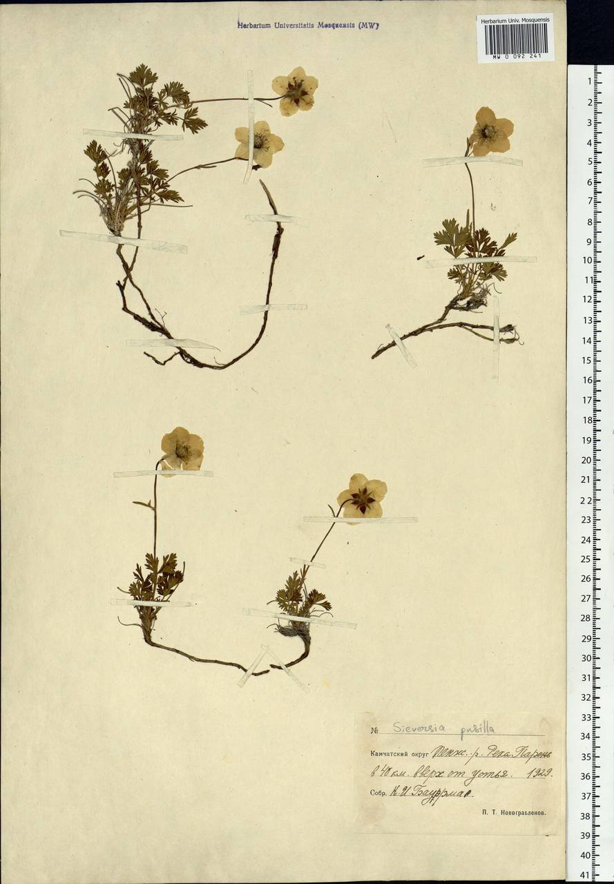 Geum selinifolium (Fisch. ex F. Schmidt) Hultén, Siberia, Chukotka & Kamchatka (S7) (Russia)