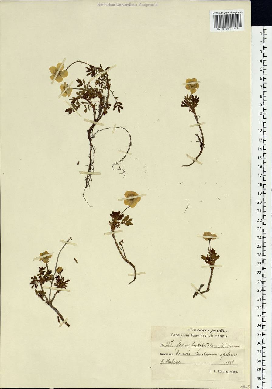 Geum selinifolium (Fisch. ex F. Schmidt) Hultén, Siberia, Chukotka & Kamchatka (S7) (Russia)