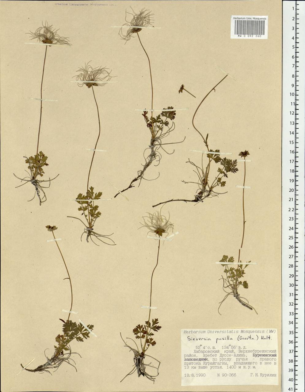 Geum selinifolium (Fisch. ex F. Schmidt) Hultén, Siberia, Russian Far East (S6) (Russia)