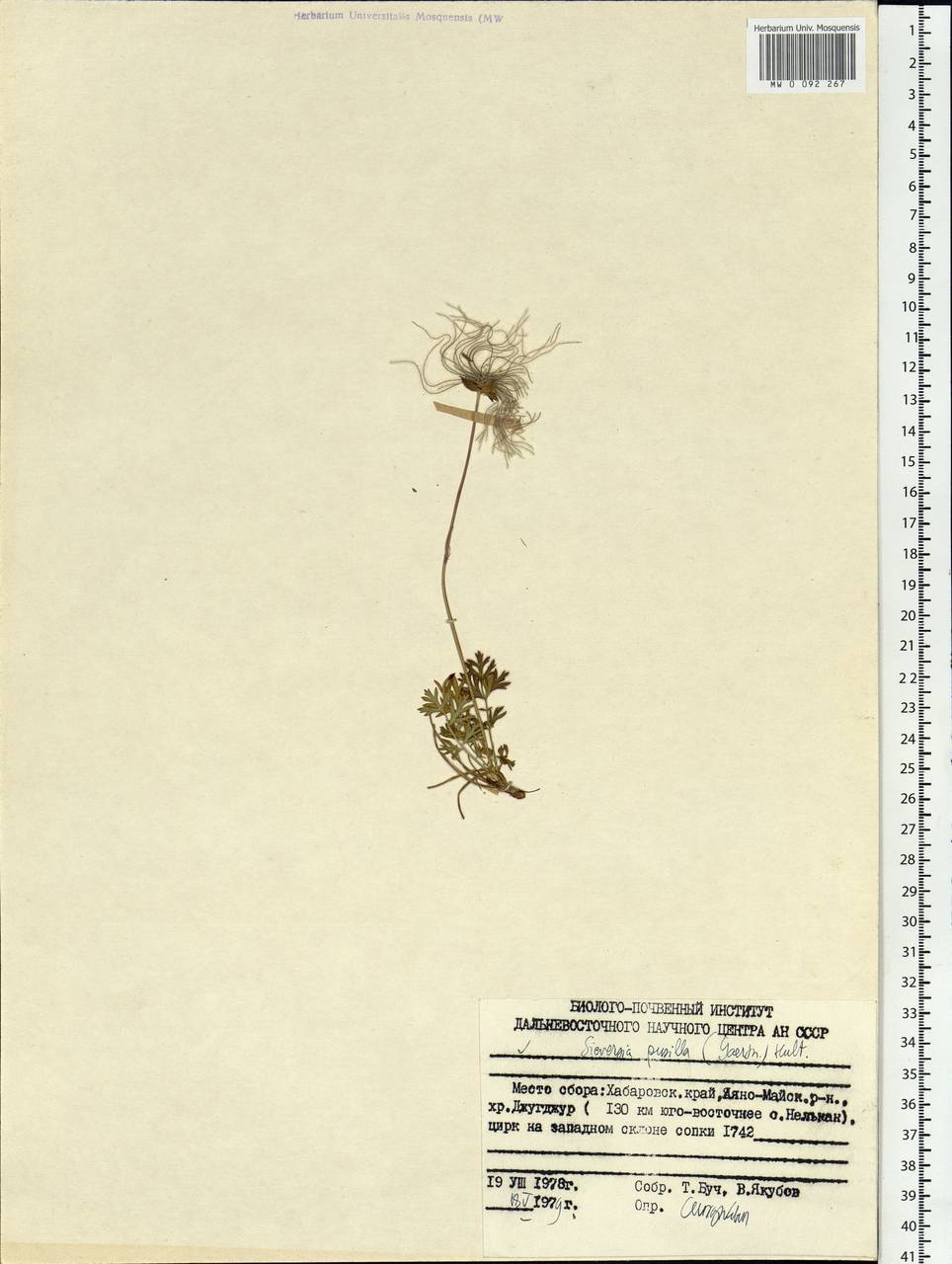 Geum selinifolium (Fisch. ex F. Schmidt) Hultén, Siberia, Russian Far East (S6) (Russia)