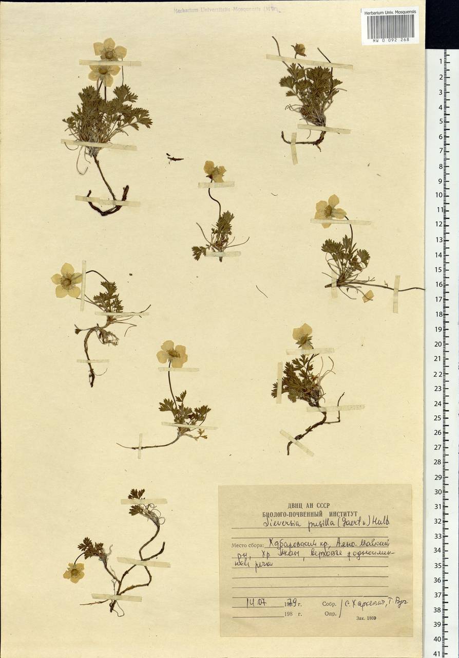 Geum selinifolium (Fisch. ex F. Schmidt) Hultén, Siberia, Russian Far East (S6) (Russia)
