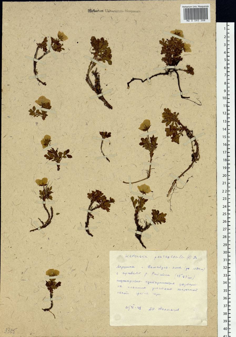 Geum pentapetalum (L.) Makino, Siberia, Russian Far East (S6) (Russia)