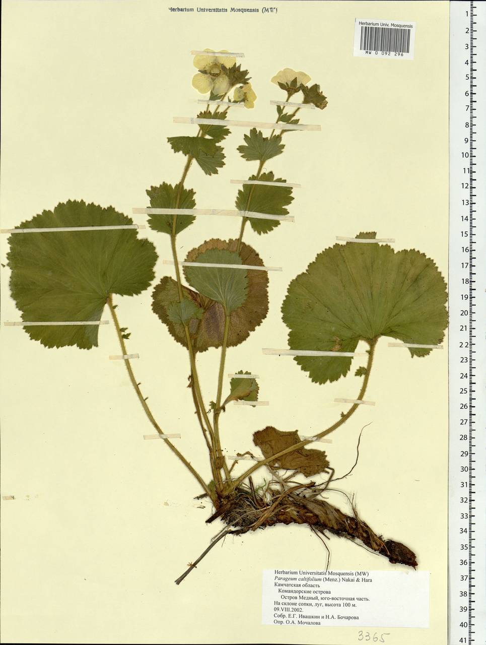 Geum calthifolium subsp. calthifolium, Siberia, Chukotka & Kamchatka (S7) (Russia)